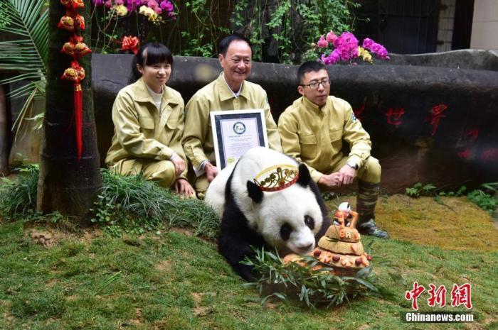 巴黎奥运村大熊猫成明星，见证体育文化交流