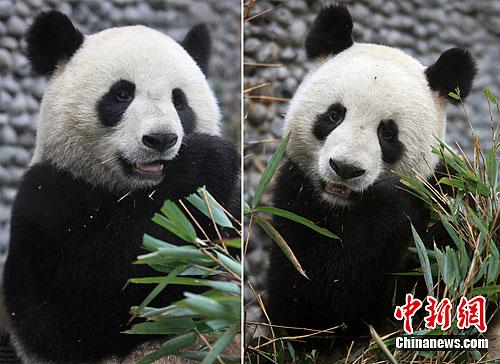 巴黎奥运村大熊猫成明星，见证体育文化交流